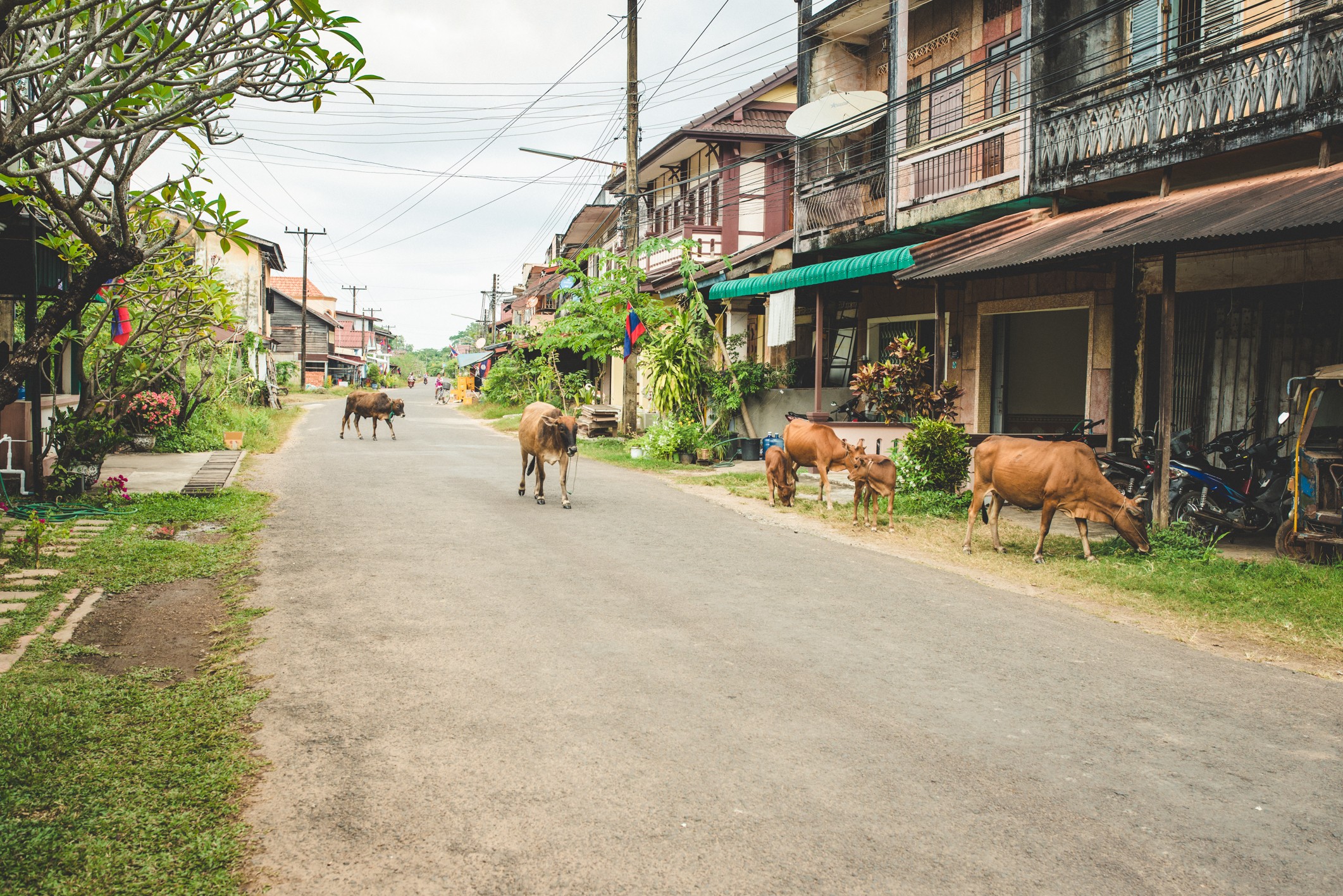 Main street of Champasak village with old trading houses, Laos